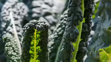 Brassica oleracea var. palmifolia im Garten pflanzen