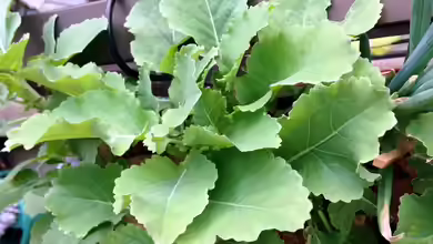 Brassica oleracea var. ramosa im Garten pflanzen