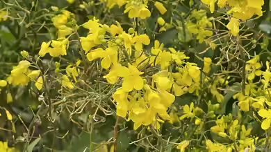Brassica rapa im Garten pflanzen