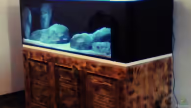 Brauche Hilfe bei Besatzung von PAO