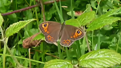 Braunauge im Garten