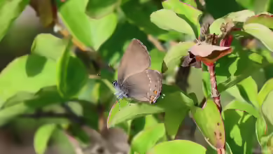 Brauner Eichen-Zipfelfalter im Garten