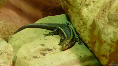 Breitschwanz-Ringelschildechse: Zonosaurus laticaudatus im Terrarium halten