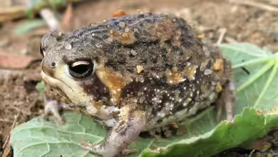 Breviceps adspersus im Terrarium halten