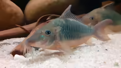 Brochis multiradiatus im Aquarium halten