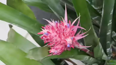 Bromelien im Terrarium pflegen