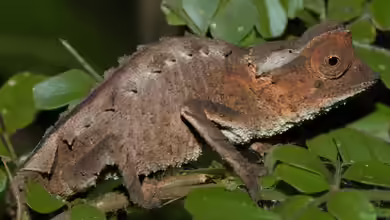 Brookesia stumpffi im Terrarium halten