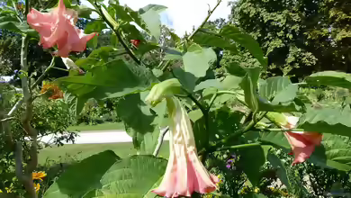 Brugmansia suaveolens im Garten pflanzen
