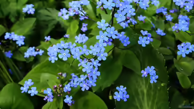 Brunnera macrophylla im Garten pflanzen