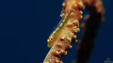 Bryaninops loki im Aquarium halten