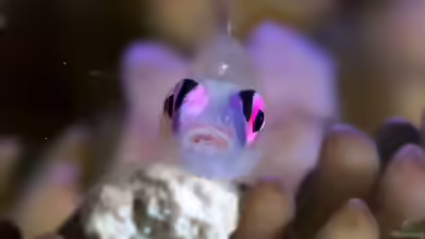 Bryaninops natans im Aquarium halten