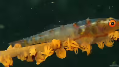 Bryaninops yongei im Aquarium halten