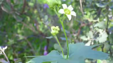 Bryonia dioica im Garten pflanzen