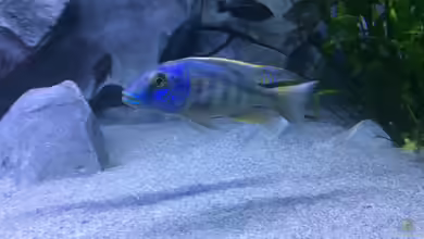 Buccochromis heterotaenia im Aquarium halten