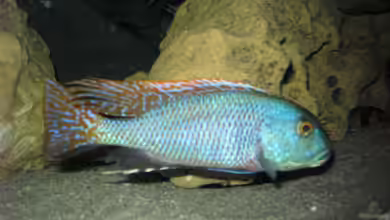 Buccochromis nototaenia im Aquarium halten