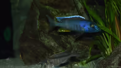 Buccochromis spectabilis im Aquarium halten
