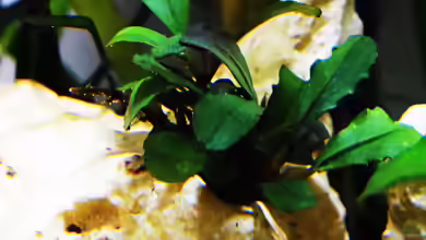 Bucephalandra Brownie Jade im Aquarium pflegen