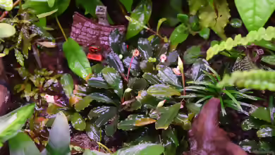 Bucephalandra Deep Purple im Aquarium pflegen