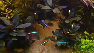 Bucephalandra im Aquarium pflegen