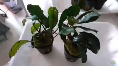 Bucephalandra sp. Green Broad Leaf im Aquarium pflegen