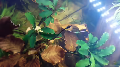 Bucephalandra ´Wavy Green´ im Aquarium pflegen
