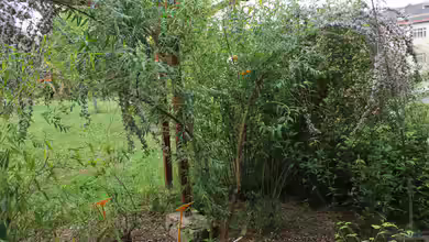 Buddleja alternifolia im Garten pflanzen