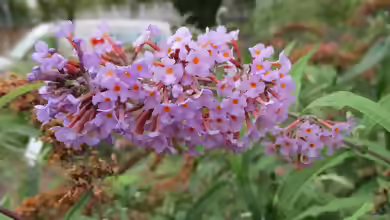 Buddleja davidii am Gartenteich