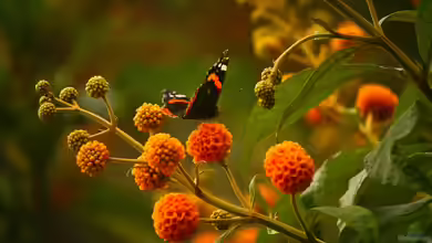 Buddleja globosa im Garten pflanzen