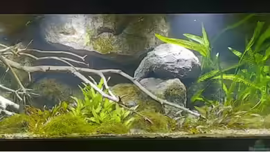 Budget-Mittelaremika von Jungleman