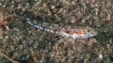 Buenia affinis im Aquarium halten