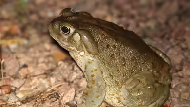 Bufo alvarius im Terrarium halten
