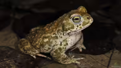Bufo calamita im Gartenteich