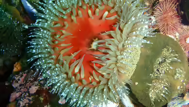 Bunodactis reynaudi im Aquarium halten