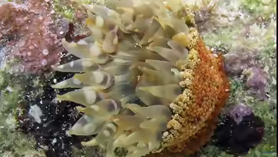 Bunodosoma granuliferum im Aquarium halten