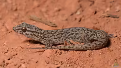 Bunter Vierkrallengecko: Gehyra variegata im Terrarium halten