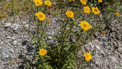 Buphthalmum salicifolium im Garten pflanzen