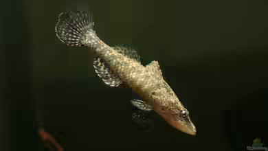 Butis butis im Aquarium halten