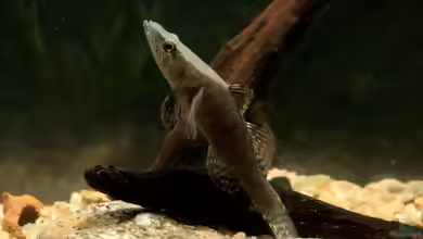 Butis humeralis im Aquarium halten
