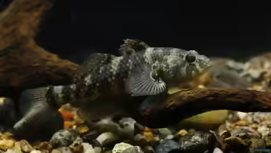 Butis koilomatodon im Aquarium halten