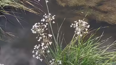 Butomus umbellatus am Gartenteich