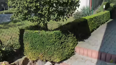 Buxus sempervirens im Garten pflanzen