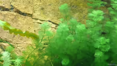 Cabomba aquatica im Aquarium