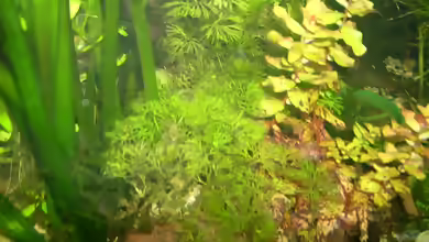 Cabomba caroliniana im Aquarium