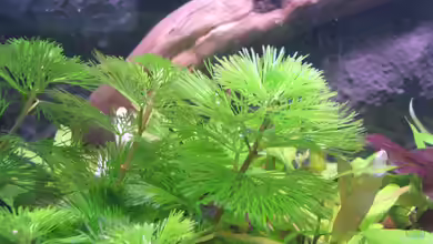 Cabomba im Aquarium: Filigrane Unterwasserpflanzen für naturnahe Aquarien