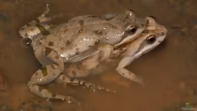Cacosternum boettgeri: Boettgers Zwergpfützenfrosch im Terrarium halten