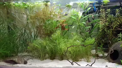 Caellachan's Manor (nur noch Beispiel) von southheart