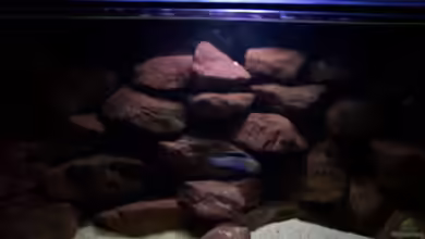 CAfra Artenbecken von Sascha Riebke