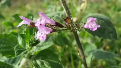 Calamintha sylvatica im Garten pflanzen