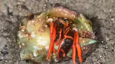 Calcinus californiensis im Aquarium halten