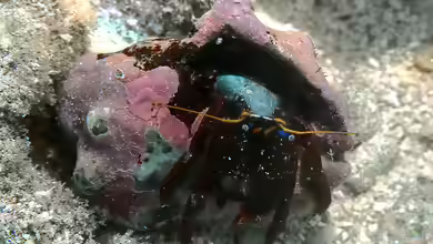 Calcinus morgani im Aquarium halten